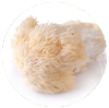 Lion's Mane Mushroom